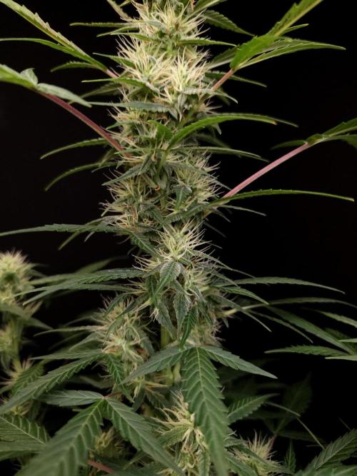 White widow auto. Week 6