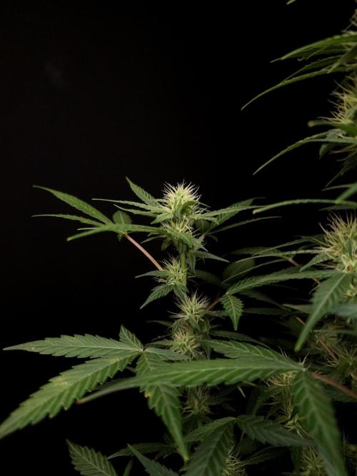 White widow auto. Week 6