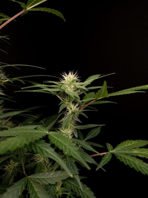 White widow auto. Week 6