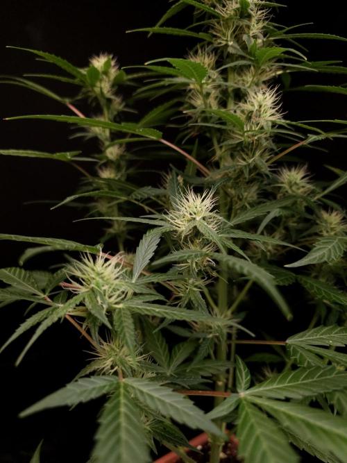 White widow auto. Week 6