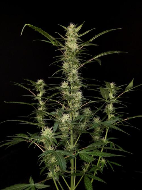 White widow auto. Week 6