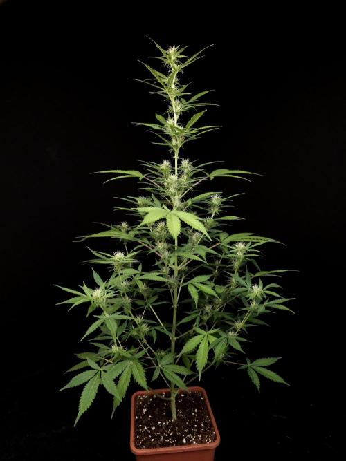 White widow auto 2. Week 6