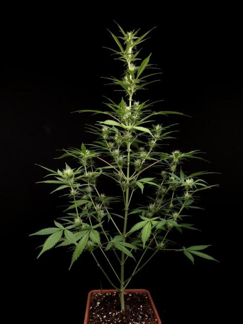 White widow auto 2. Week 6