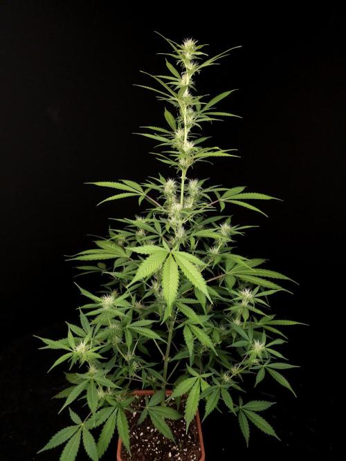 White widow auto 2. Week 6