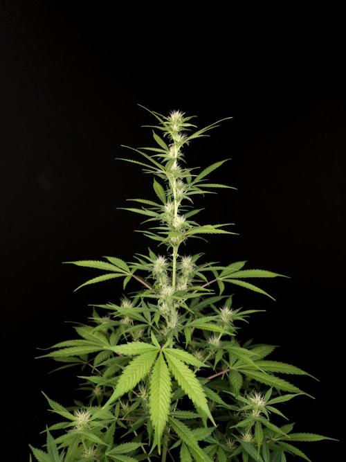 White widow auto 2. Week 6