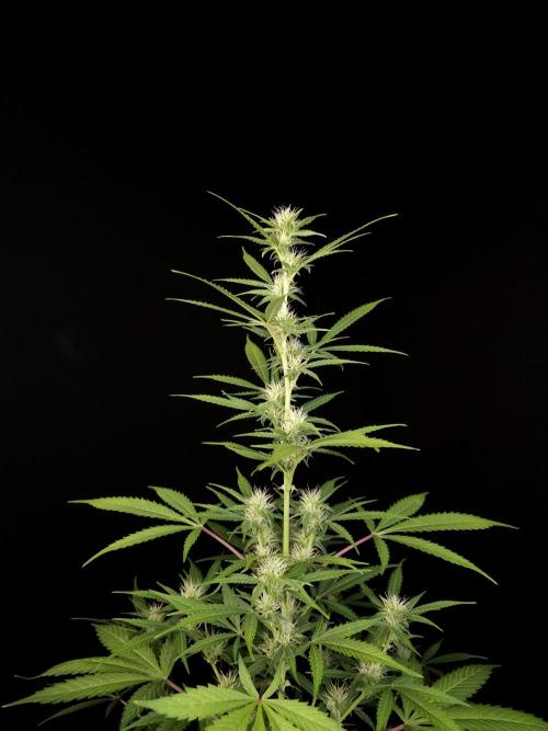 White widow auto 2. Week 6