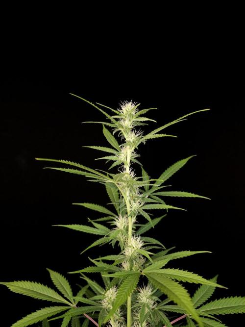 White widow auto 2. Week 6
