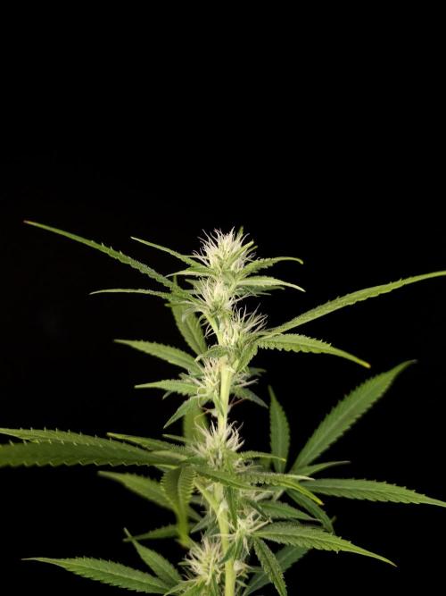 White widow auto 2. Week 6