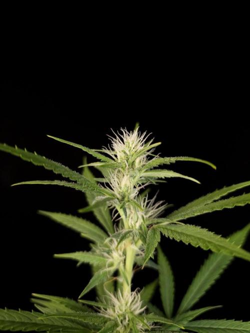White widow auto 2. Week 6