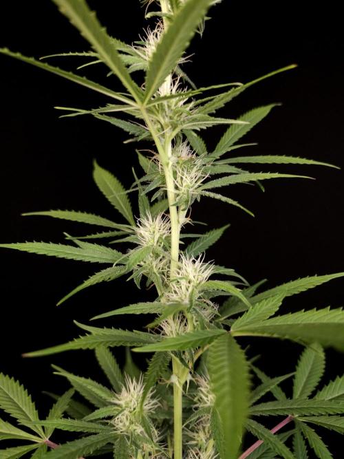 White widow auto 2. Week 6
