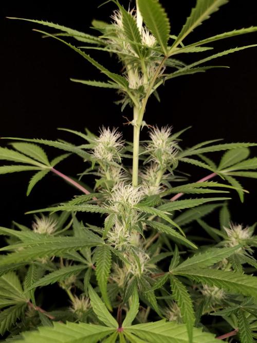 White widow auto 2. Week 6