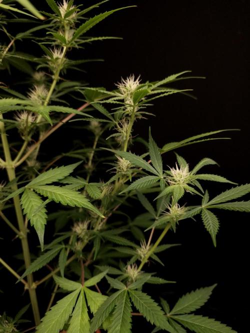 White widow auto 2. Week 6