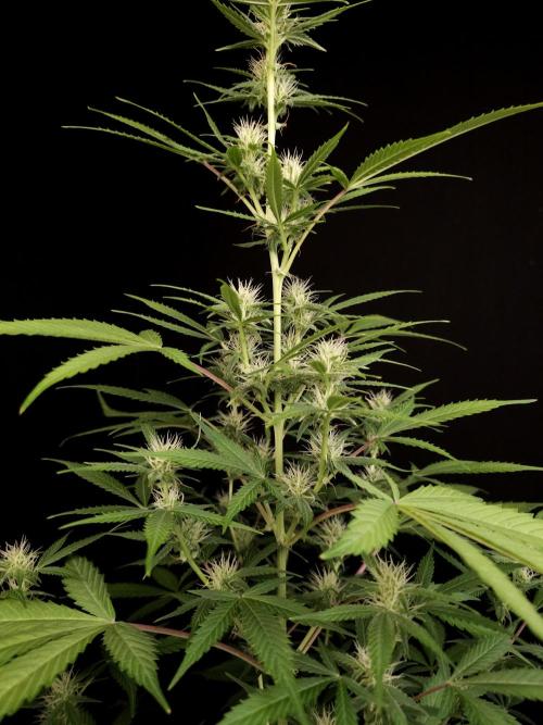 White widow auto 2. Week 6