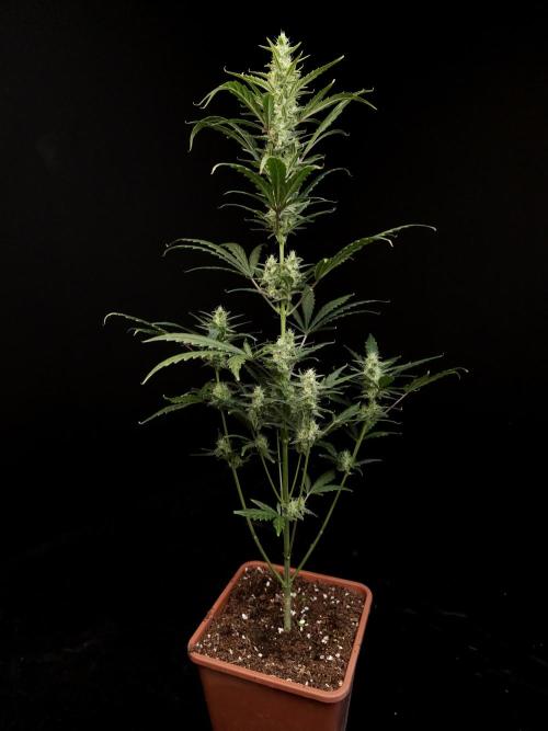 Girl scoute cookies auto. Week 6