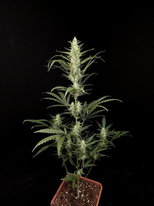 Girl scoute cookies auto. Week 6