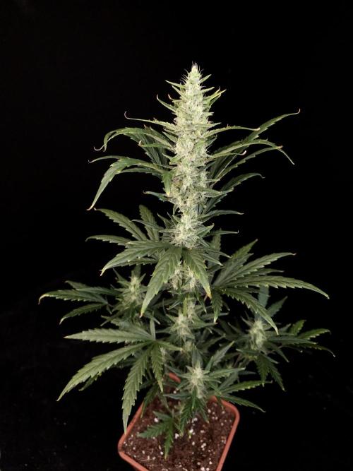 Girl scoute cookies auto. Week 6