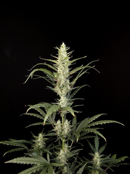 Girl scoute cookies auto. Week 6