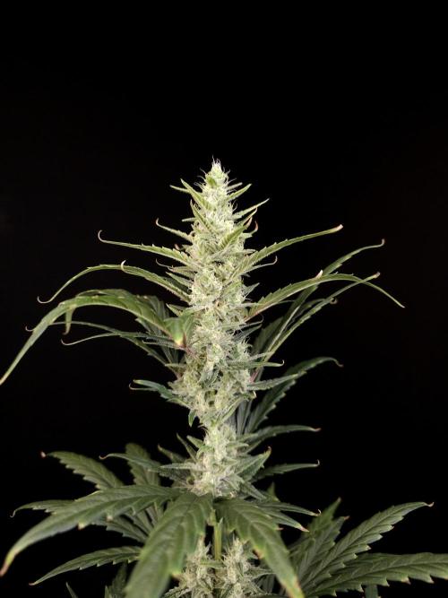 Girl scoute cookies auto. Week 6