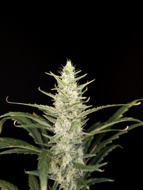 Girl scoute cookies auto. Week 6