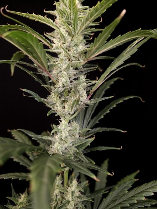Girl scoute cookies auto. Week 6