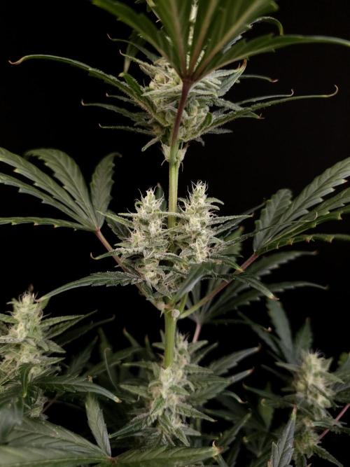 Girl scoute cookies auto. Week 6