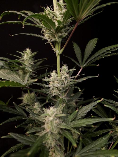 Girl scoute cookies auto. Week 6