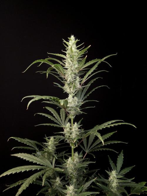 Girls Scout Cookies Automatic. Week 6