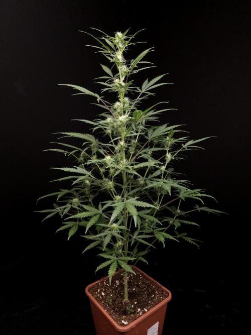G.s.c auto 2. Week 6