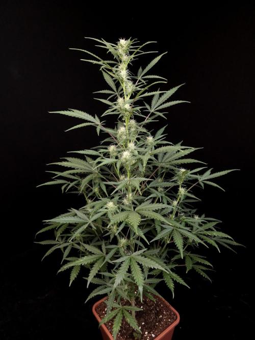 G.s.c auto 2. Week 6
