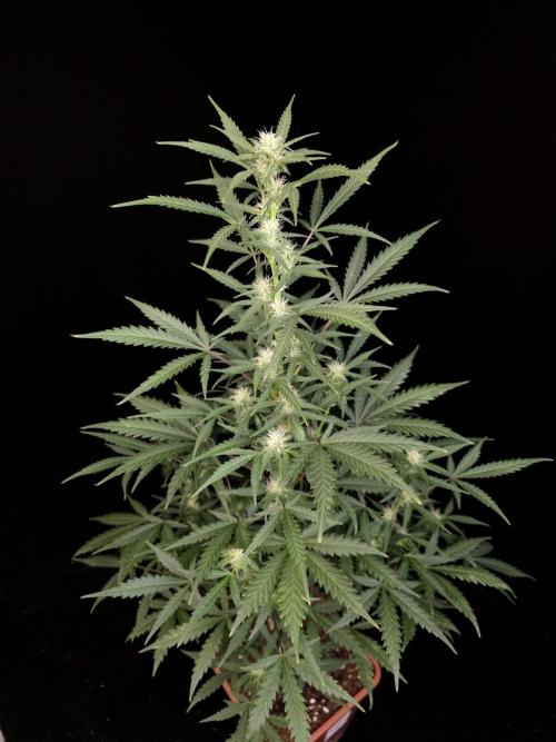 G.s.c auto 2. Week 6