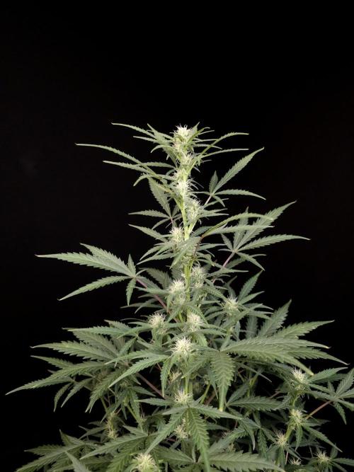 G.s.c auto 2. Week 6