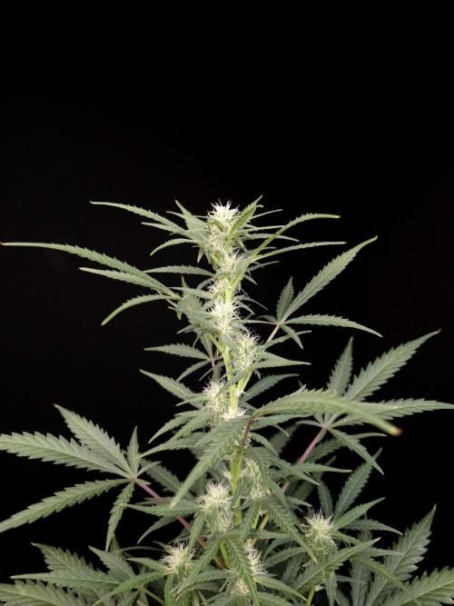 G.s.c auto 2. Week 6