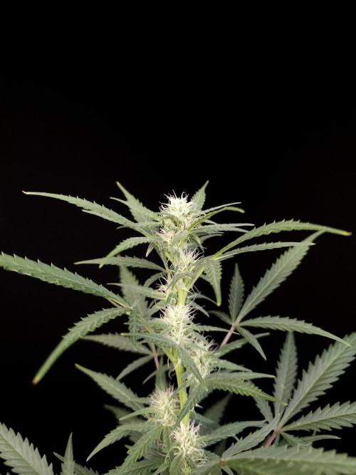 G.s.c auto 2. Week 6