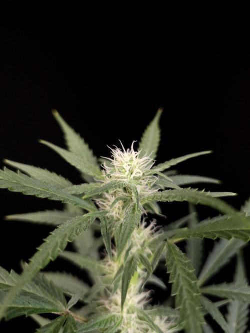 G.s.c auto 2. Week 6