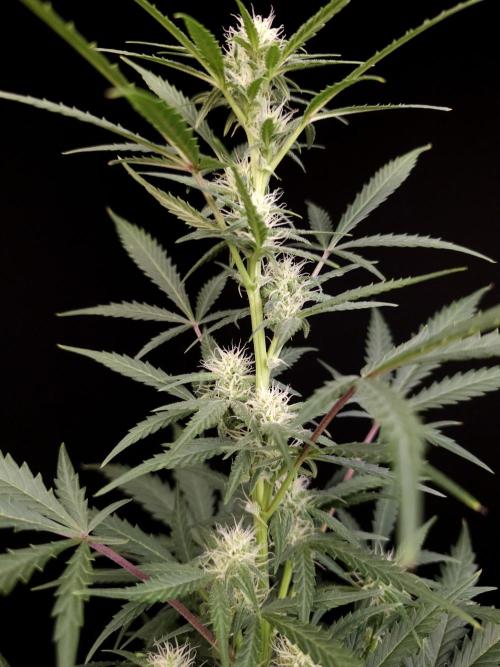 G.s.c auto 2. Week 6