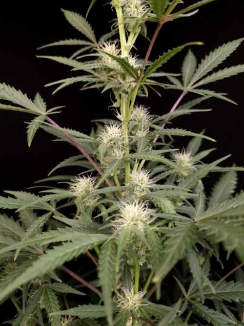 G.s.c auto 2. Week 6