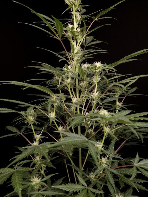 G.s.c auto 2. Week 6