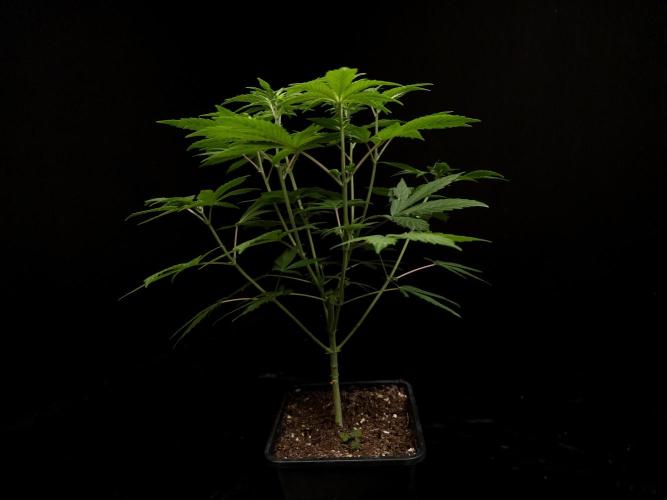 Sweet & Sour. Week 6