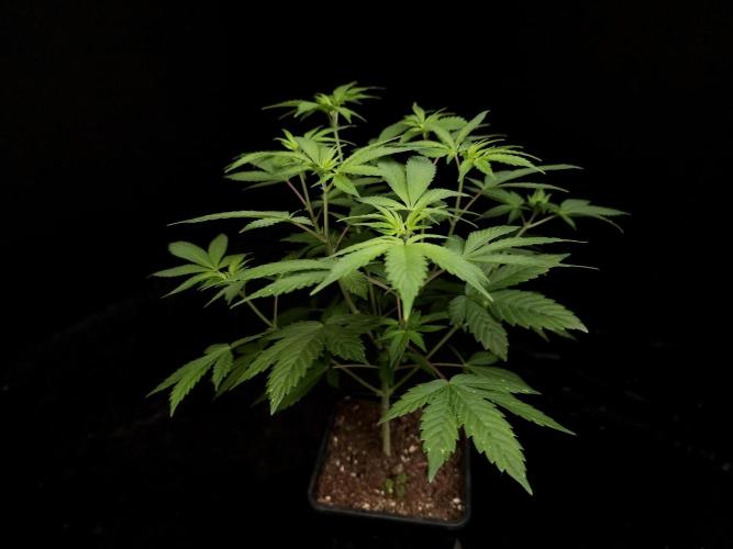 Sweet & Sour. Week 6