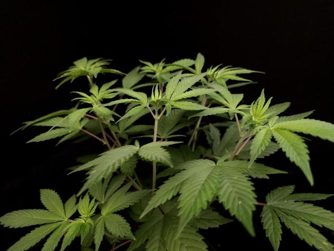 Sweet & Sour. Week 6