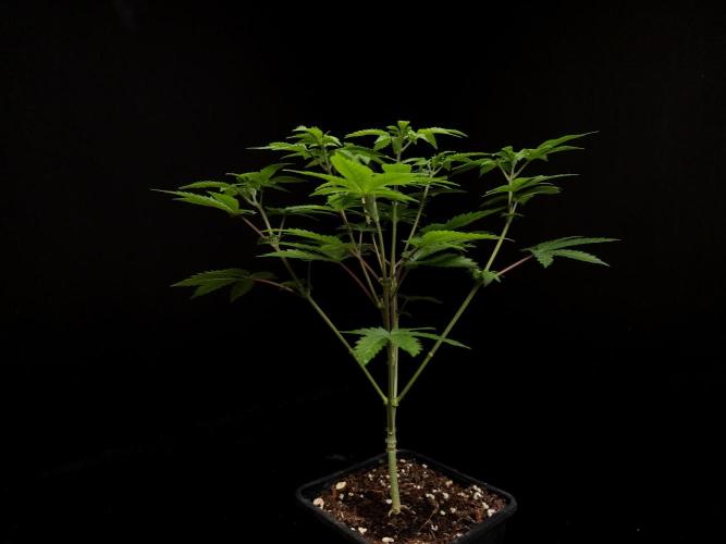 Snow White. Week 6