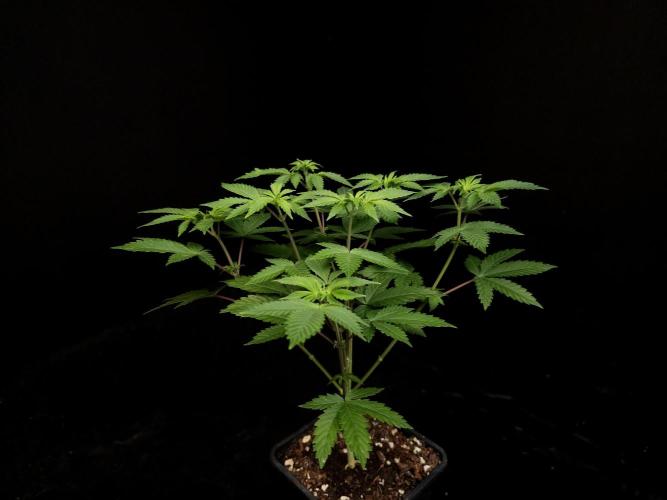Snow White. Week 6