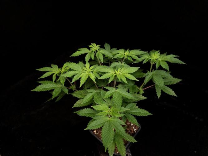 Snow White. Week 6