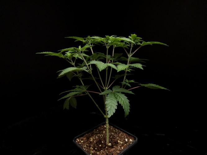 Skunk. Week 6