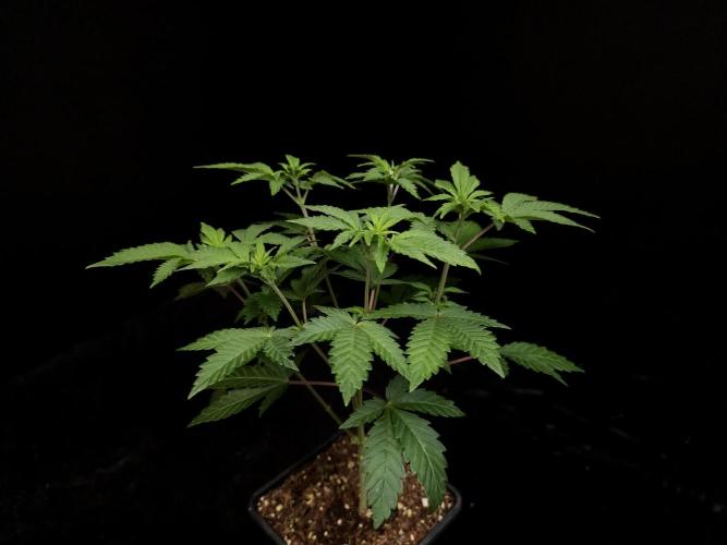 Skunk. Week 6