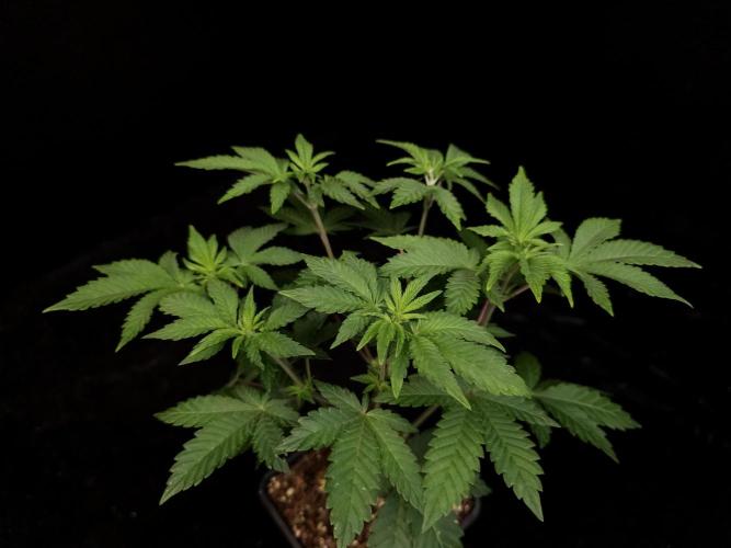 Skunk. Week 6
