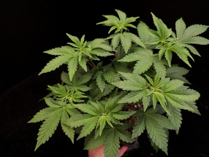 Skunk. Week 6