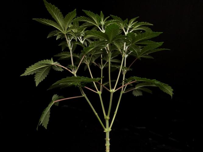 Skunk. Week 6