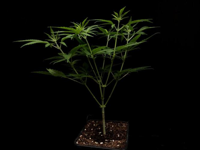 Power plant. Week 6