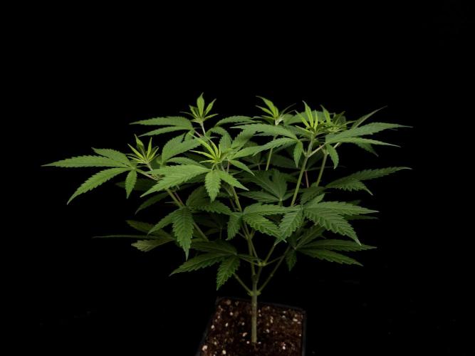 Power plant. Week 6